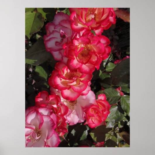 Betty Boop Rose Poster (Vorne)