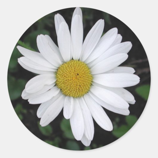Betty's Daisy Round Sticker (Vorderseite)