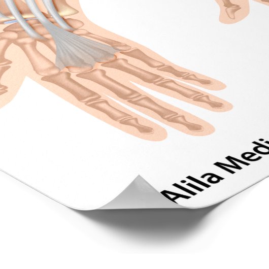 Beugemuskeln, gezeichnet. poster (Ecke)