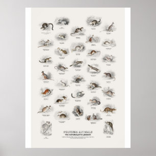 Beuteltiere - Naturalist's Library Poster
