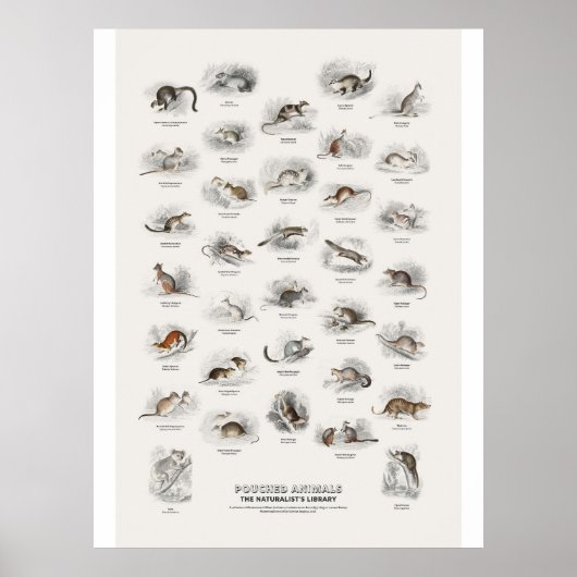 Beuteltiere - Naturalist's Library Poster (Vorne)