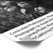 Bewachte Bestäubung, Birnengarten, UCD, 1966 Poster (Ecke)