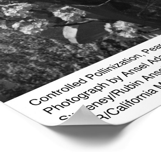 Bewachte Bestäubung, Birnengarten, UCD, 1966 Poster (Ecke)