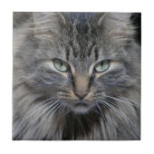 Bewachte Maine Coon Kitty Cat Keramik Tile Fliese (Vorderseite)