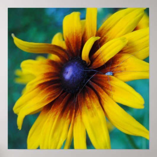 Bewachung der Schönheit Poster (Vorne)