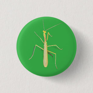 bewegungslose Mantis, Button