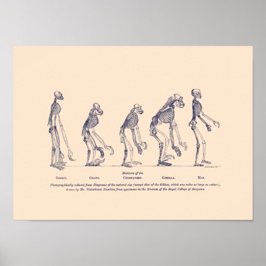 Beweise für den Platz des Menschen in der Natur Poster (Vorne)