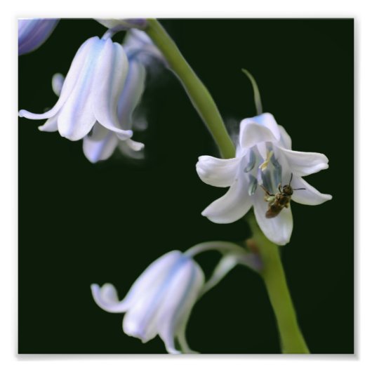 Bewi On Bluebell Blume Nah bis 8x8 Fotodruck (Vorne)