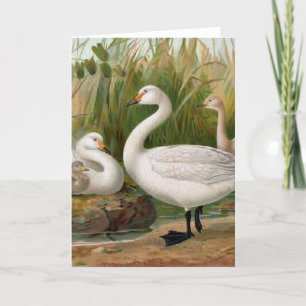 "Bewick-Schwan" Karte
