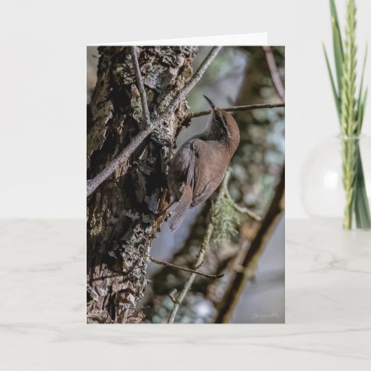 Bewicks Wren Dankeschön-Karte Dankeskarte (Vorderseite)