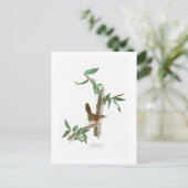 Bewicks Wren John James Audubon Birds of America Postkarte (Stehend Vorderseite)