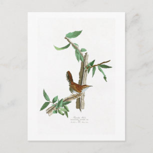 Bewicks Wren John James Audubon Birds of America Postkarte
