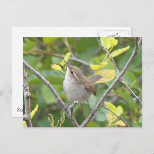 Bewick's Wren Postcard Postkarte (Vorne/Hinten)