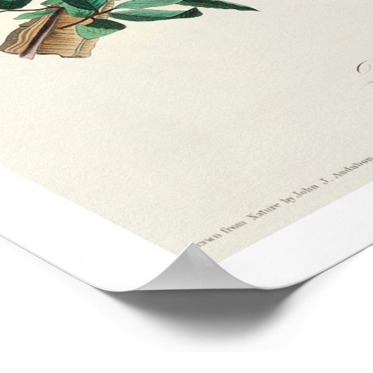 Bewick's Wren von Audubon Poster (Ecke)