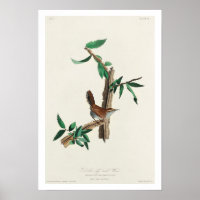 Bewick's Wren von Audubon Poster