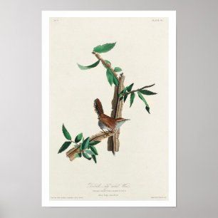 Bewick's Wren von Audubon Poster