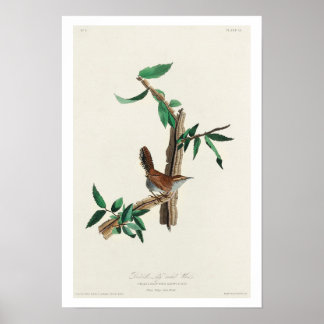 Bewick's Wren von Audubon Poster