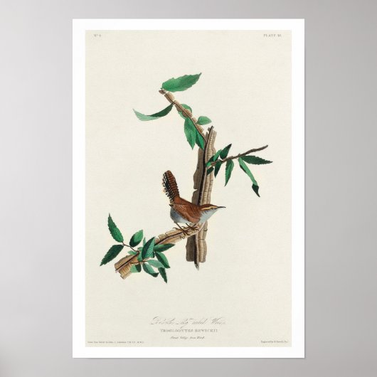 Bewick's Wren von Audubon Poster (Vorne)