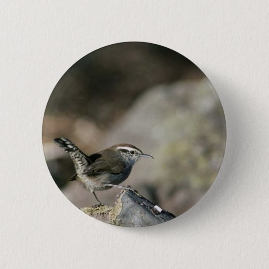 Bewicks Zaunkönig Button (Vorderseite)