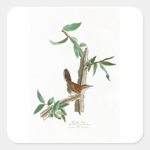 Bewicks Zaunkönig-John James Audubon-Vögel von Quadratischer Aufkleber