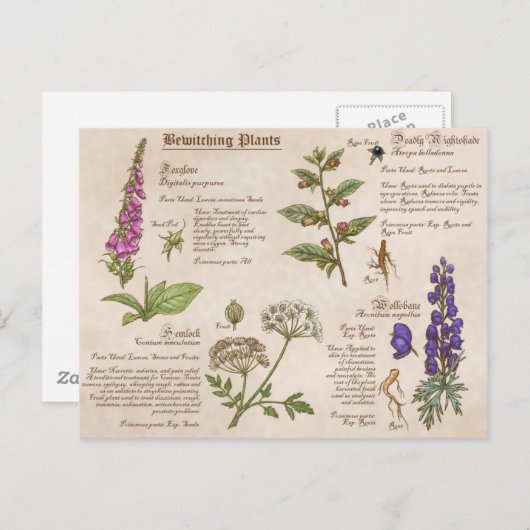 Bewittern von Pflanze Feild Guide Postcard Postkarte (Vorne/Hinten)