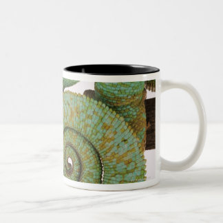 Bewohnt trockene Berggebiete. Einheimisch Zweifarbige Tasse