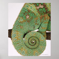 Bewohnt trockene Bergregionen. einheimisch