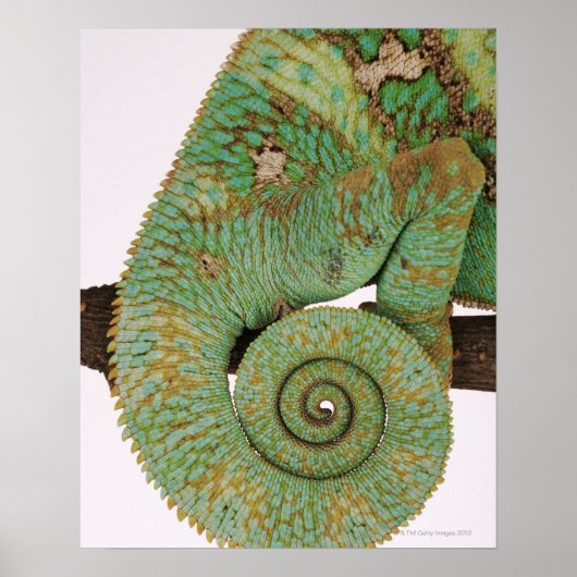 Bewohnt trockene Bergregionen. einheimisch Poster (Vorne)