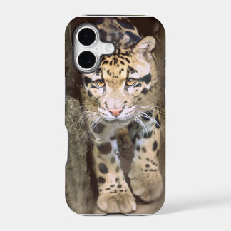 Bewölkter Leopard