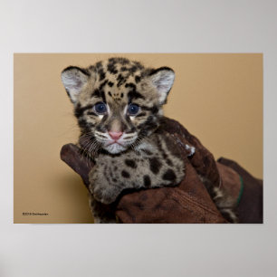 Bewölkter Leopard CUB Poster