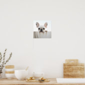 bewundernswerte Fotografie von Bulldoggen Poster (Küche)