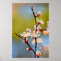 Bewundernswerte japanische Apricot-Blume