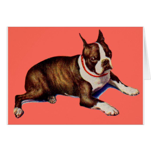 bezaubernd Boston Terrier (Vorderseite (Horizontal))