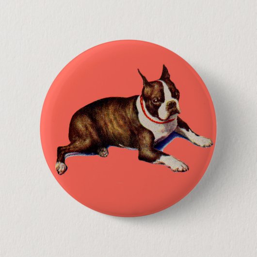 bezaubernd Boston Terrier Button (Vorderseite)