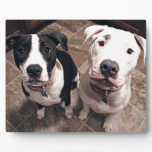 bezaubernde Hundewelpen