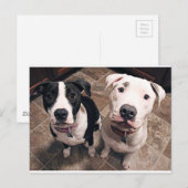 bezaubernde Hundewelpen Postkarte (Vorne/Hinten)