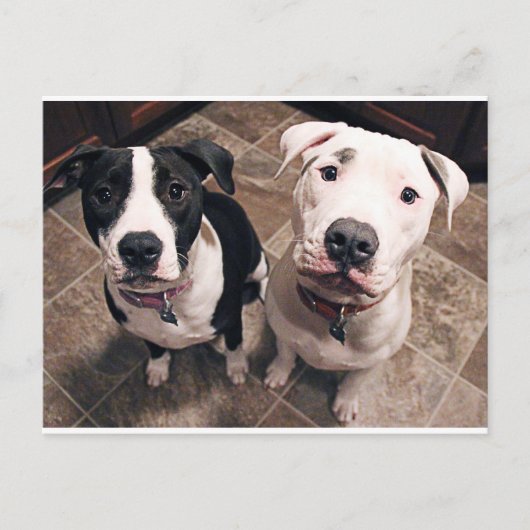 bezaubernde Hundewelpen Postkarte (Vorderseite)