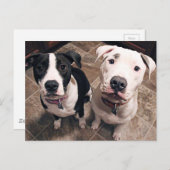 bezaubernde Hundewelpen Postkarte (Vorne/Hinten)