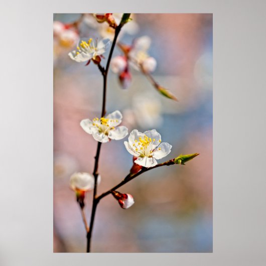 Bezaubernde japanische Apricot-Blume Poster (Vorne)