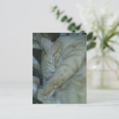 bezaubernde rote Katze schlafend Postkarte (Stehend Vorderseite)