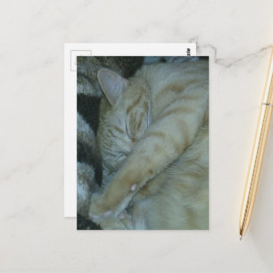 bezaubernde rote Katze schlafend Postkarte