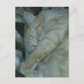 bezaubernde rote Katze schlafend Postkarte (Vorderseite)