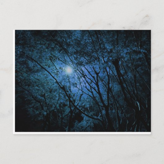 bezaubernder dunkler Wald Postkarte (Vorderseite)