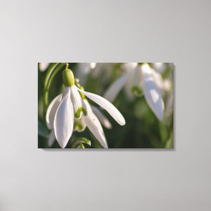 Bezaubernder Frühling für Deine 4 Wände! Leinwanddruck