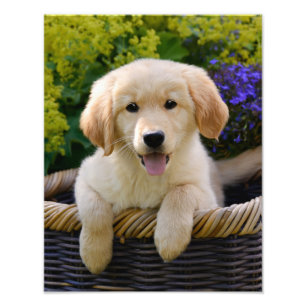 Bezaubernder Goldie Retriever-Hundewelpe - Fotodruck