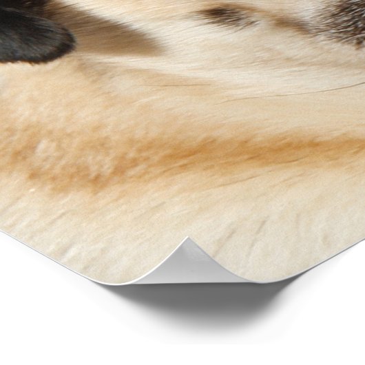 bezaubernder Mops Poster (Ecke)