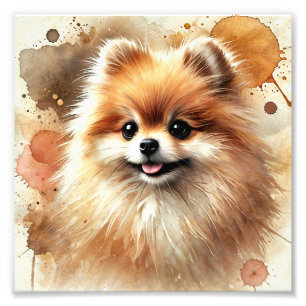 Bezaubernder Spitz Fotodruck