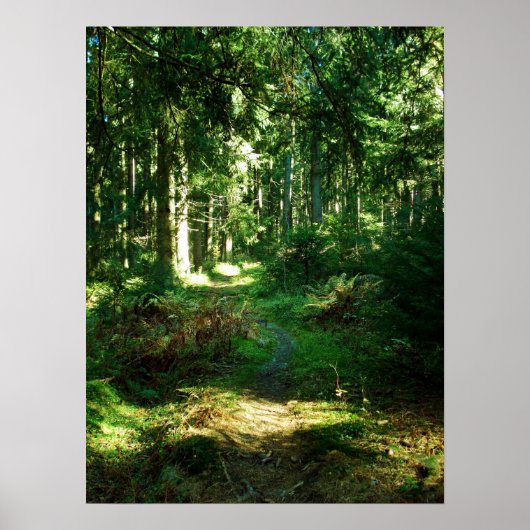 bezaubernder Wald Poster (Vorne)