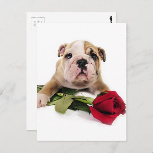 Bezauberndes Braun und Weißer Bulldog mit roter Bl Postkarte (Vorne/Hinten)