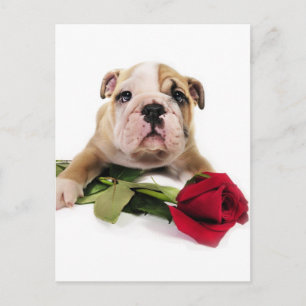 Bezauberndes Braun und Weißer Bulldog mit roter Bl Postkarte